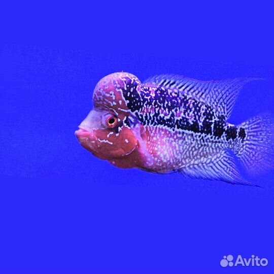 Фловер хорн (Flowerhorn) - роскошная цихлазома