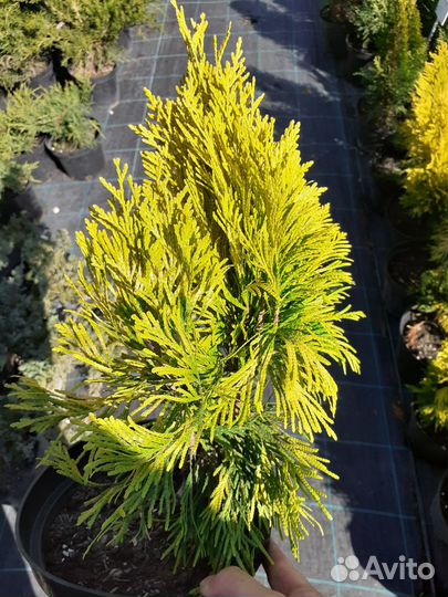 Туя форевер голди