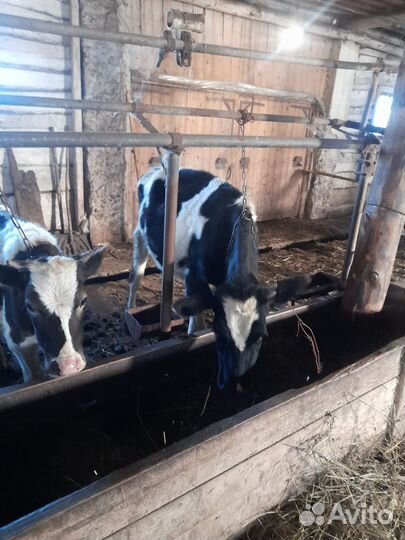 Бычки и телята