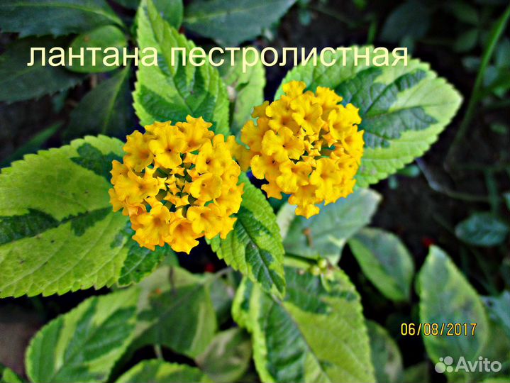 Саженцы бругмансии,глицинии,гортензии и др