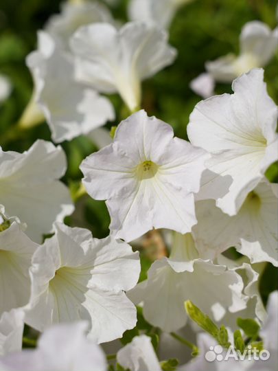 Петуния ампельная Опера Вайт