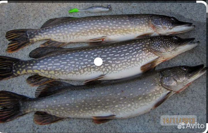 Плотва,Окунь,Щука с Ладоги