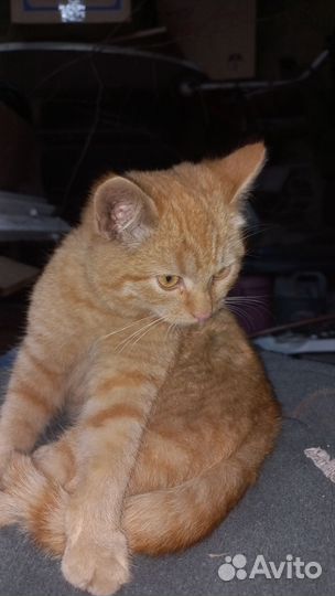 Котятки рыженькие