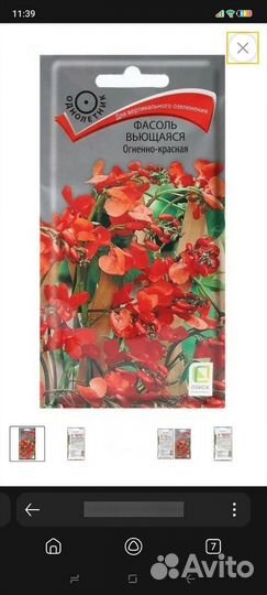 Фасоль декоративная