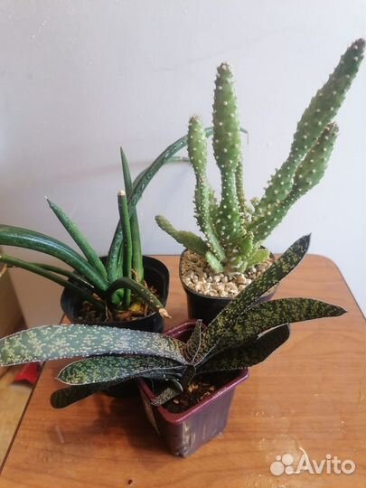 Комнатные растения