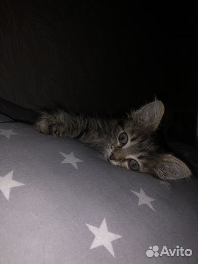 Отдам котенка