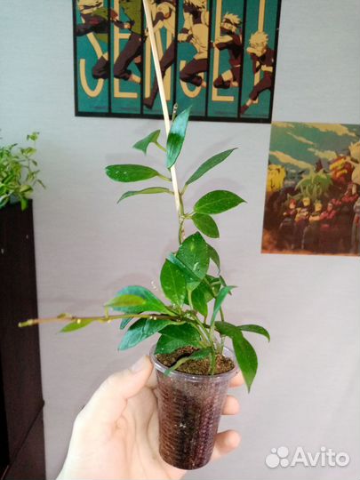 Хойя Ребекка