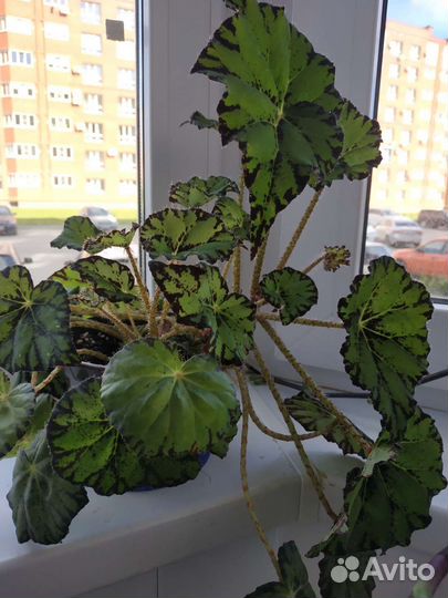 Бегония тигровая