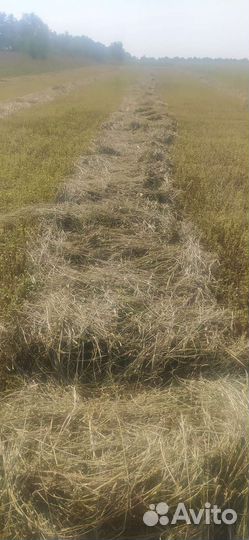 Сено суданка