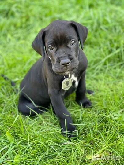 Щенок кане корсо