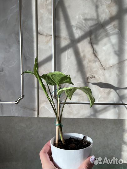 Сингониум грин голд