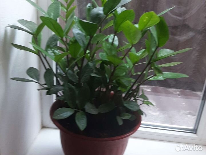 Замиокулькас