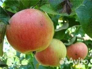 Саженцы яблони
