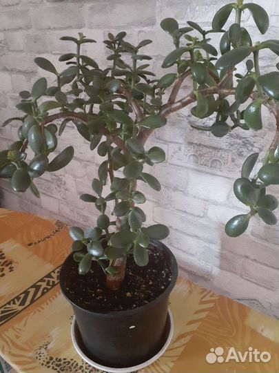 Кротон, крассула, педилантус, фикус, сансевиерия