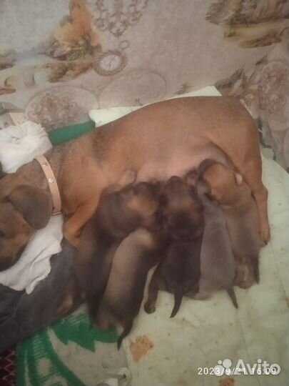 Собаки щенки