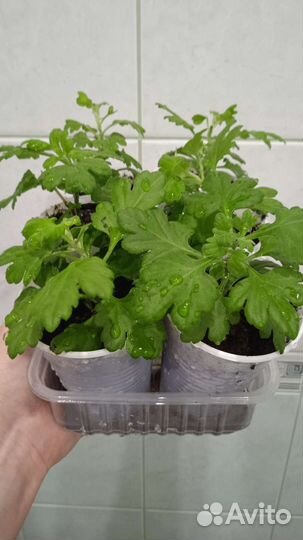 Хризантемы мультифлора, лилейник