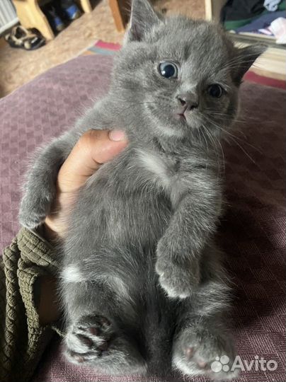 Вислоухий котенок