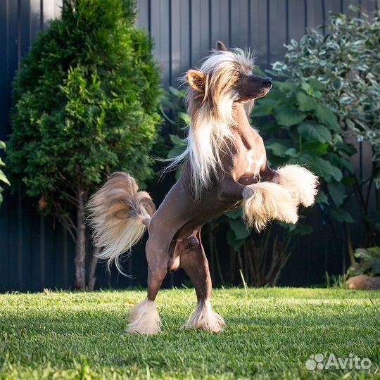 Китайской хохлатой голый кобель для вязки