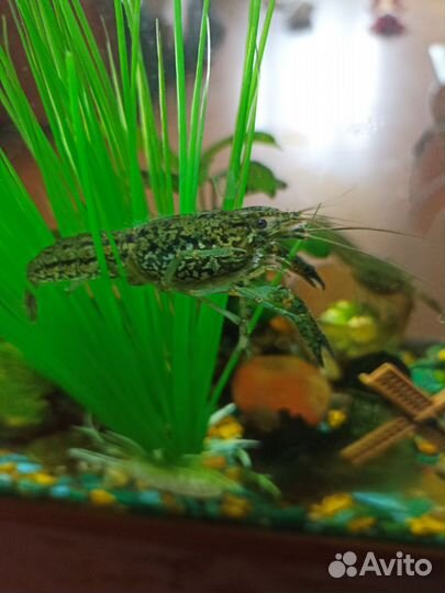 Рак аквариумный