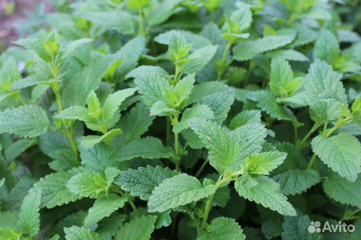 Растения лекарственные