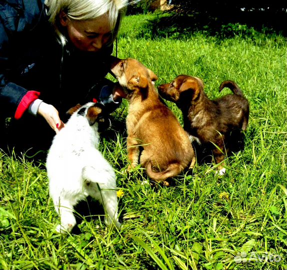 Малыши в дар