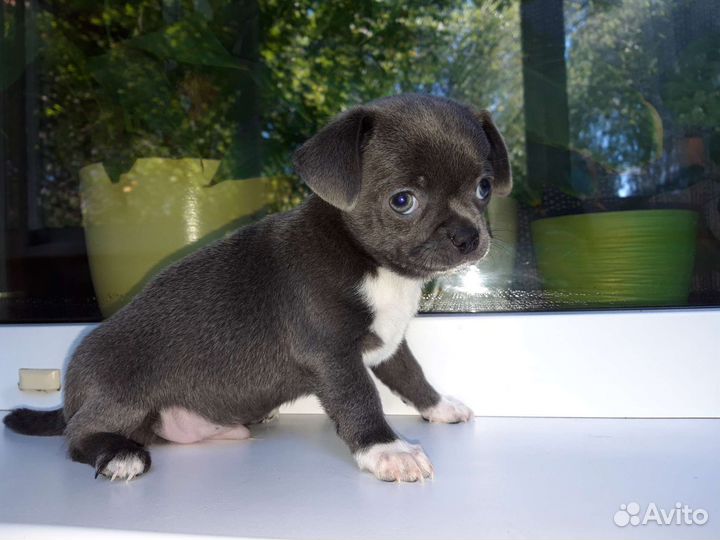 Щенки чихуахуа стандарт