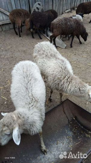 Овцы бараны ягнята