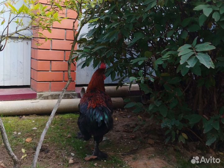 Петух породы моран