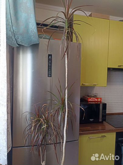 Пальма драцена