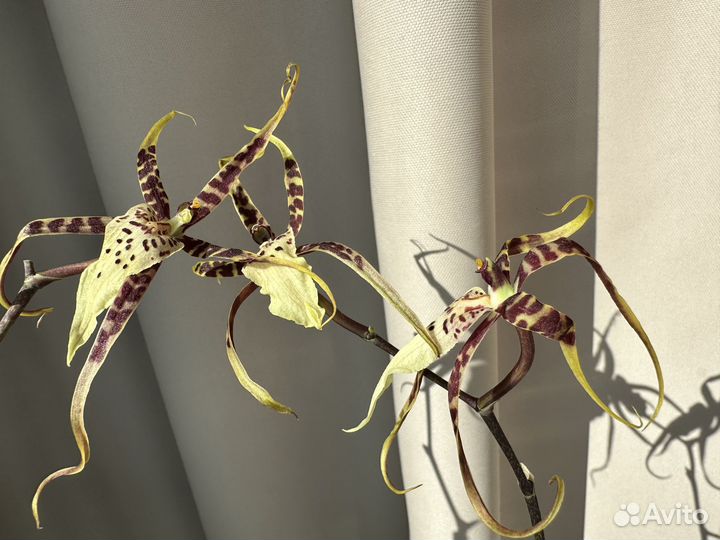 Орхидея брассия тоскана