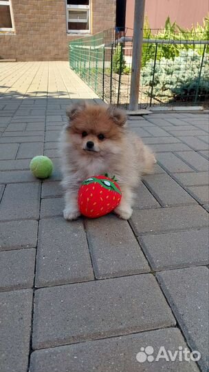 Щенки шпица