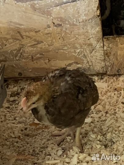 Молодые петухи