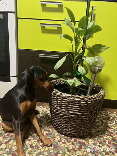 Кашпо из ротанга 16 литров