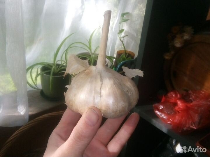 Чеснок на посадку и поесть шикарный