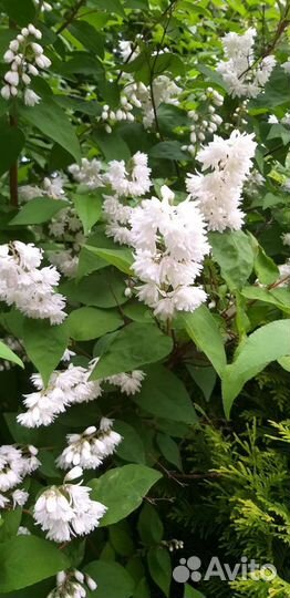 Декоративные и ягодные кустарники