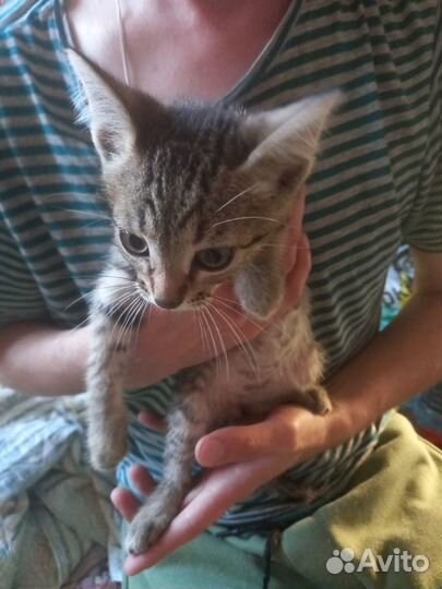 Милашки котята ищут дом Месяца 2,5-3