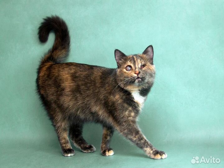 Кошечка Загрейка видит сердцем