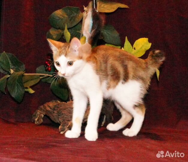 Золотая осень