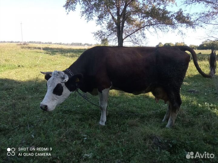 Продам корову живьём
