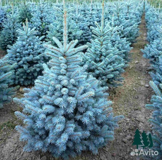 Голубая ель с доставкой из питомника