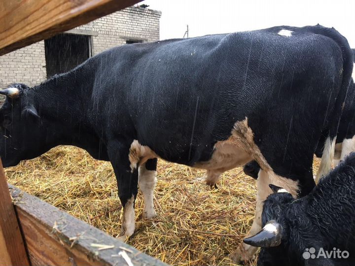 Бычки, нетели