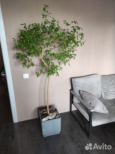 Фикус бенджамина 180 см