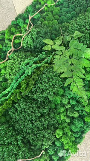 Панели из стабилизированного мха