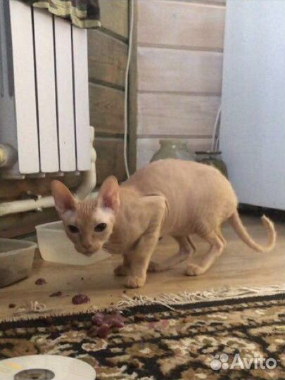 Кошечки сфинкс донской браш