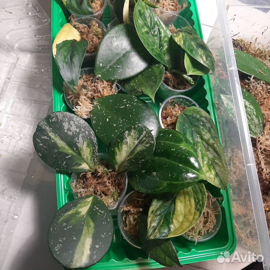 Хойи на срез и укорененные