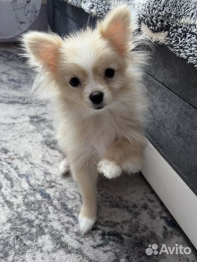 Померанский шпиц