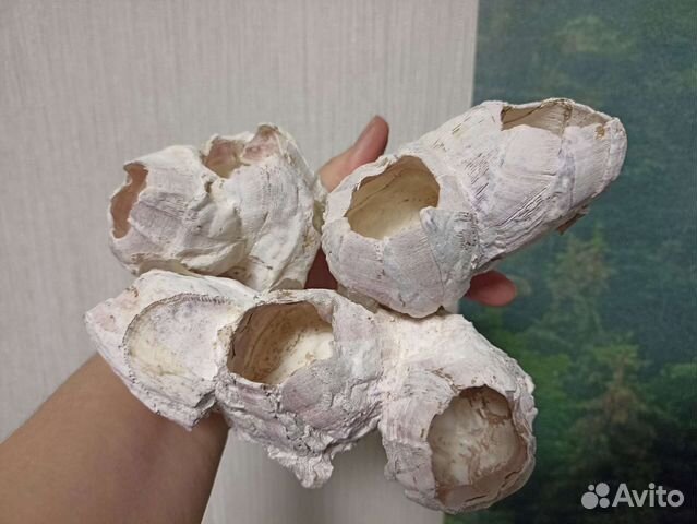 Балянус, Морской желудь, Морской тюльпан