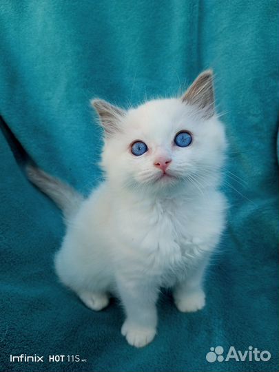 Котята Рэгдолл