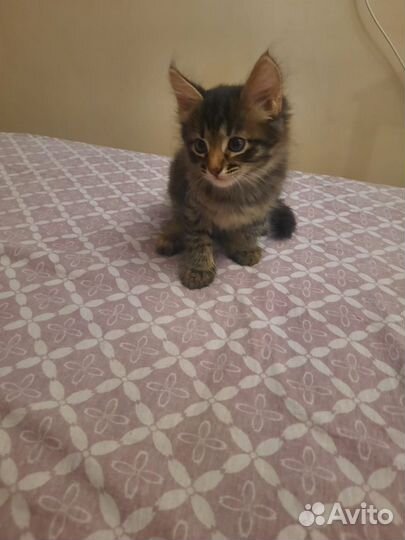 Кошка в дар