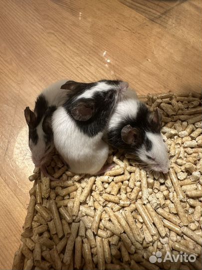 Японская мышь